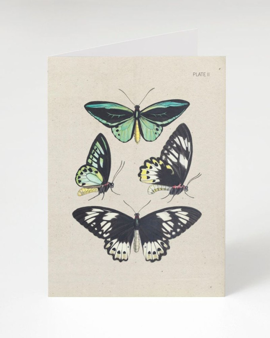 Stationery Cognitive Surplus | Butterfly Illustration Card - Insect Print | Cognitive Surplus