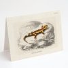 Stationery Cognitive Surplus | Fire Salamander Herpetology Card - Sceince Greeting Card | Cognitive Surplus