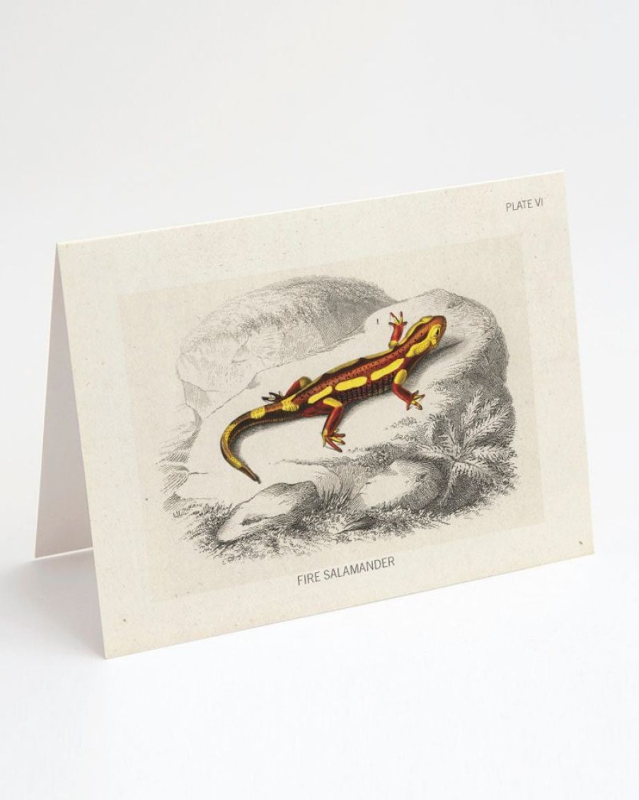 Stationery Cognitive Surplus | Fire Salamander Herpetology Card - Sceince Greeting Card | Cognitive Surplus