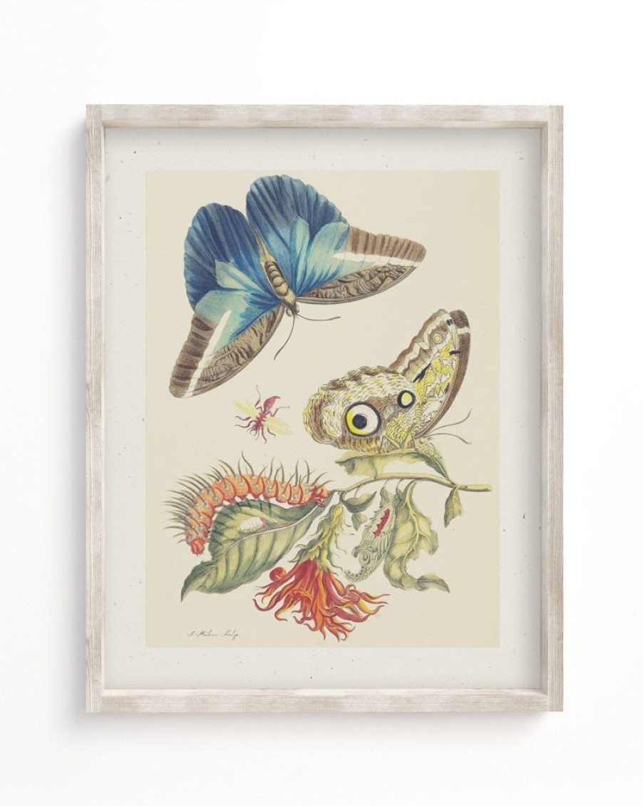 Wall Art Cognitive Surplus | Metamorphosis Print | Biology Art