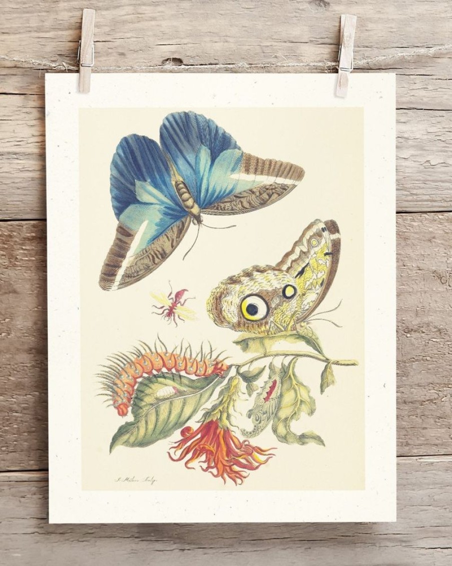 Wall Art Cognitive Surplus | Metamorphosis Print | Biology Art