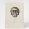 Stationery Cognitive Surplus | Horseshoe Crab Greeting Card - Marine Biology Card | Cognitive Surplus