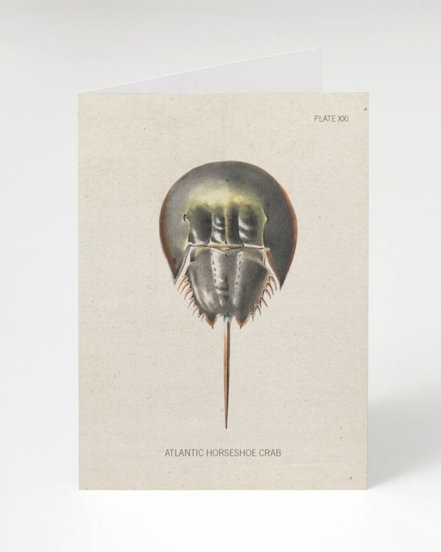 Stationery Cognitive Surplus | Horseshoe Crab Greeting Card - Marine Biology Card | Cognitive Surplus