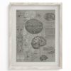 Wall Art Cognitive Surplus | Brain Anatomy Museum Print | Medical Student Gift