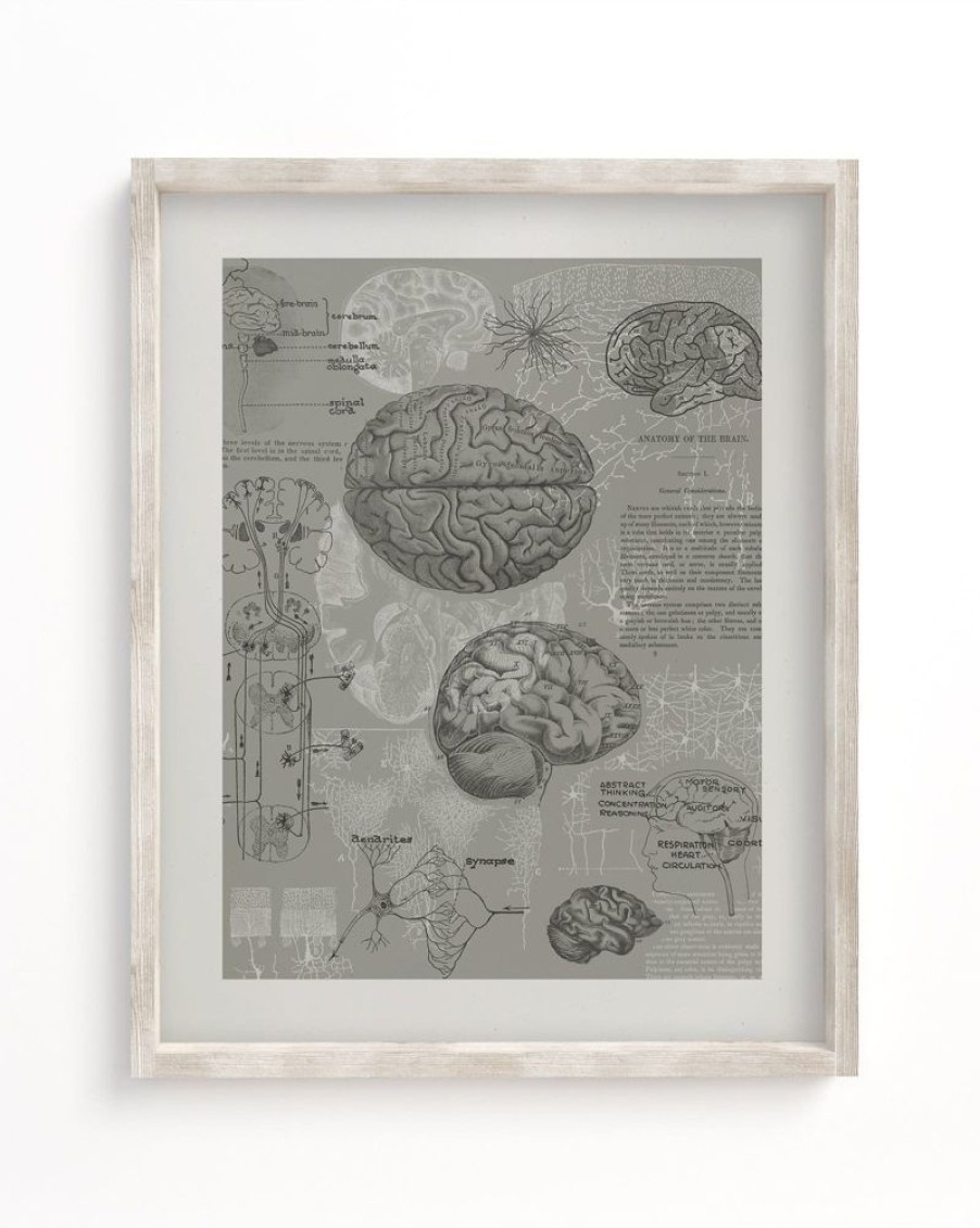 Wall Art Cognitive Surplus | Brain Anatomy Museum Print | Medical Student Gift