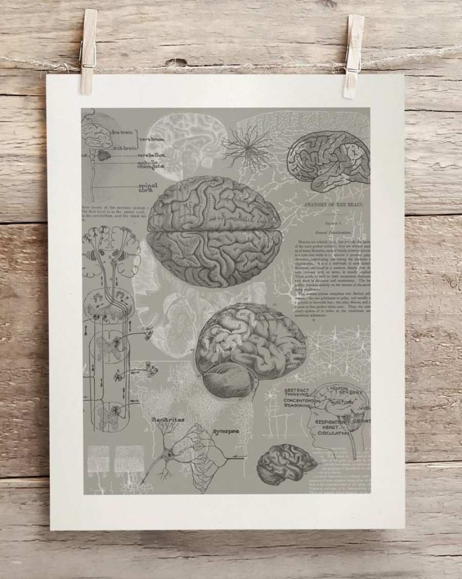 Wall Art Cognitive Surplus | Brain Anatomy Museum Print | Medical Student Gift