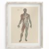 Wall Art Cognitive Surplus | Anatomy Medical Illustration Art Print | Cognitive Surplus