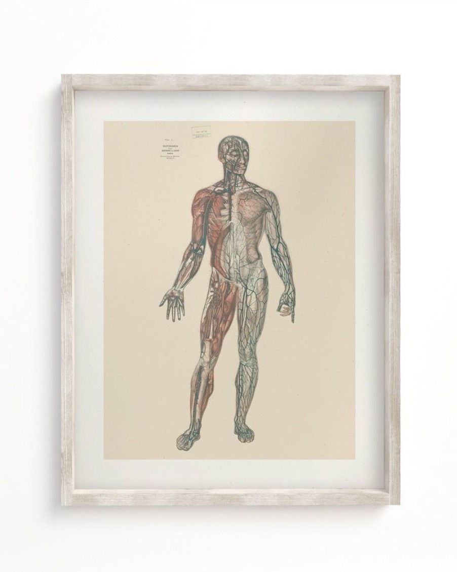 Wall Art Cognitive Surplus | Anatomy Medical Illustration Art Print | Cognitive Surplus