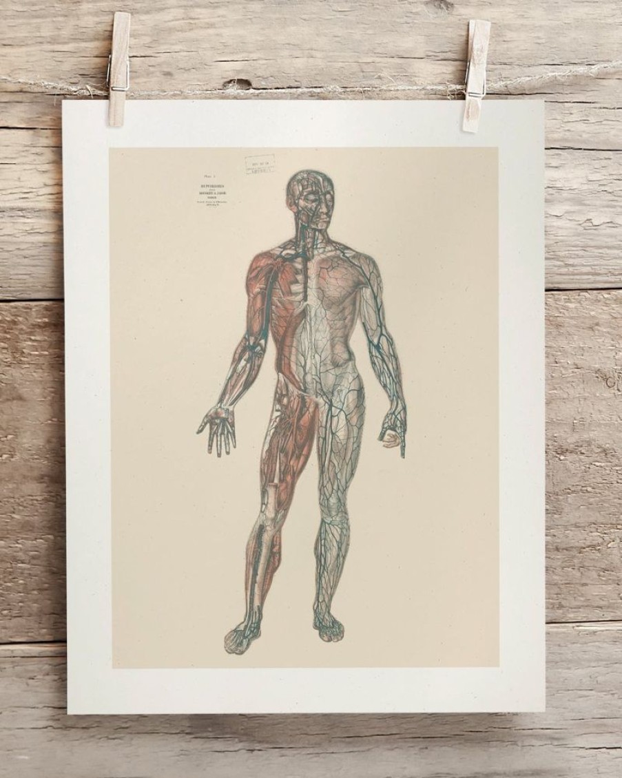 Wall Art Cognitive Surplus | Anatomy Medical Illustration Art Print | Cognitive Surplus