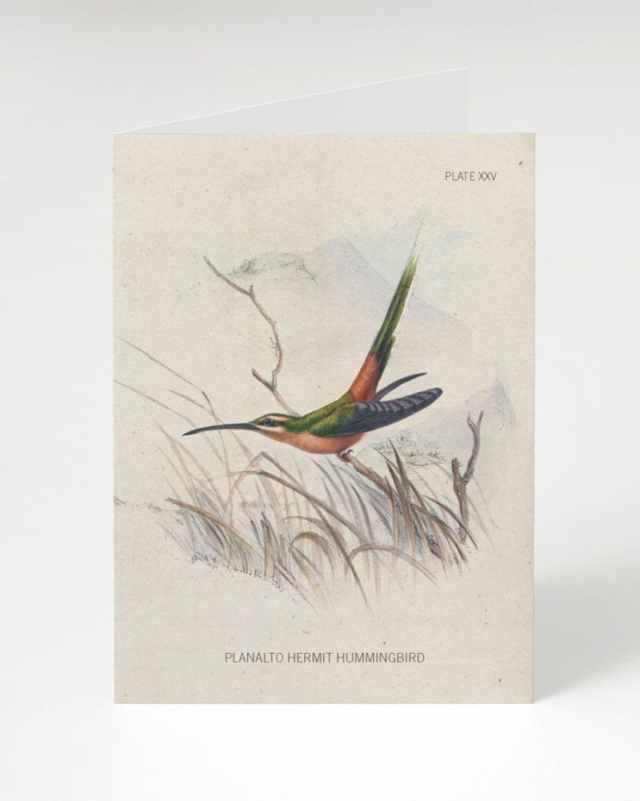 Stationery Cognitive Surplus | Hummingbird Greeting Card - Pollinator Card | Cognitive Surplus