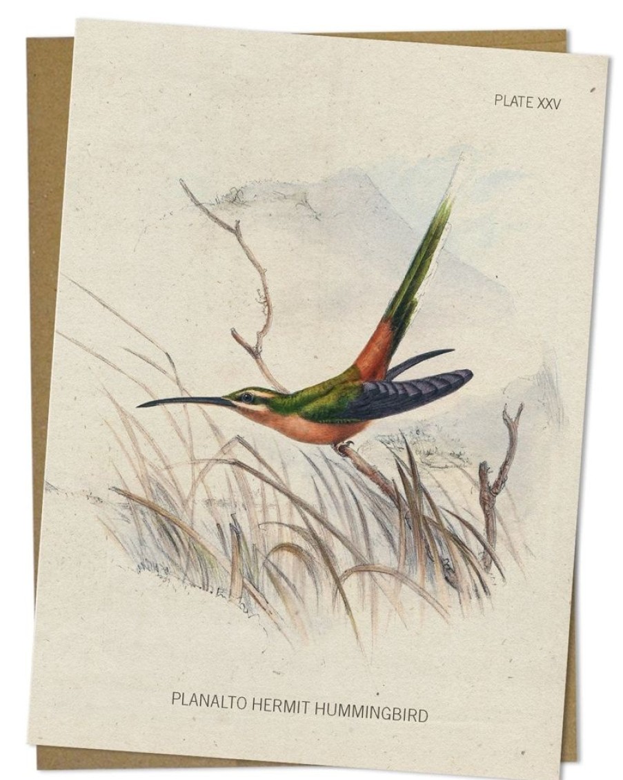 Stationery Cognitive Surplus | Hummingbird Greeting Card - Pollinator Card | Cognitive Surplus