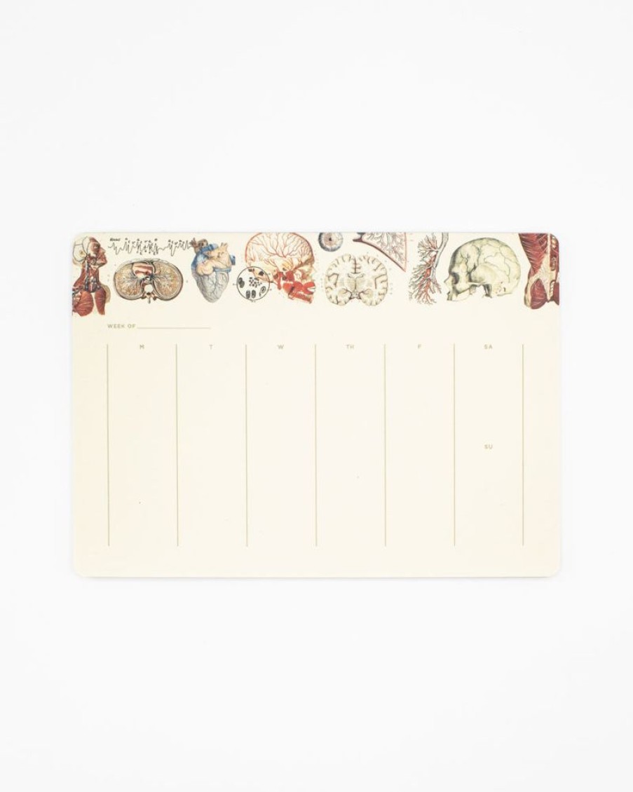 Stationery Cognitive Surplus | Anatomy Notepads - Vintage Medicine Pad | Cognitive Surplus