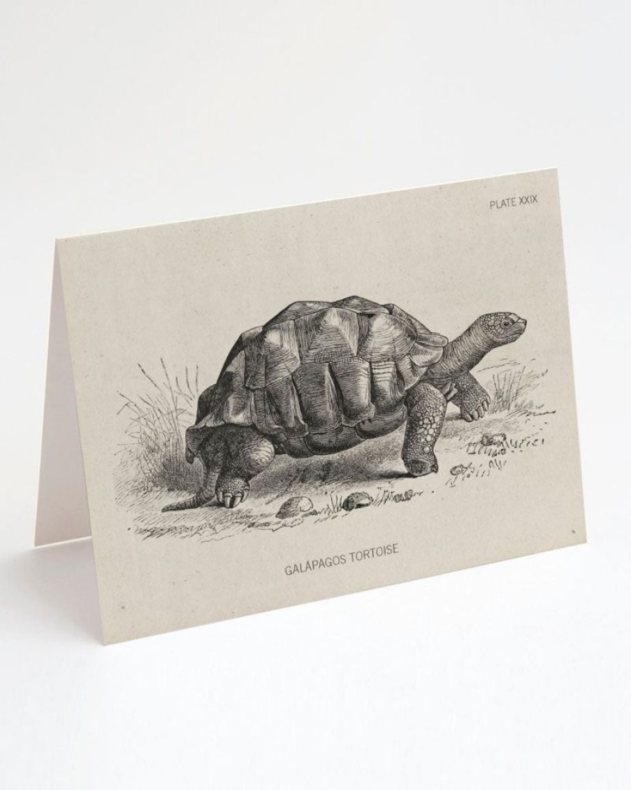 Stationery Cognitive Surplus | Tortoise Greeting Card - Biology Stationery | Cognitive Surplus