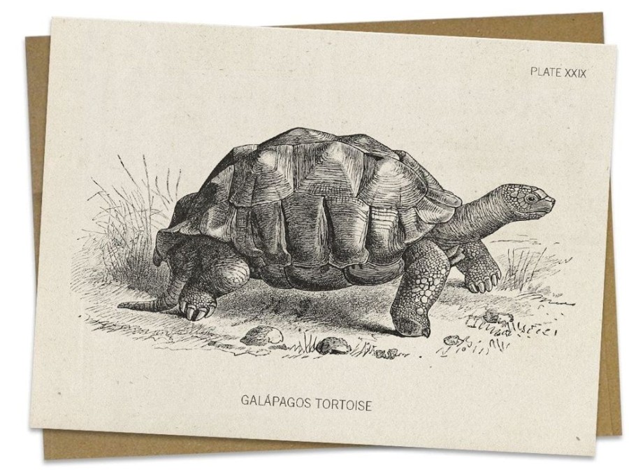 Stationery Cognitive Surplus | Tortoise Greeting Card - Biology Stationery | Cognitive Surplus