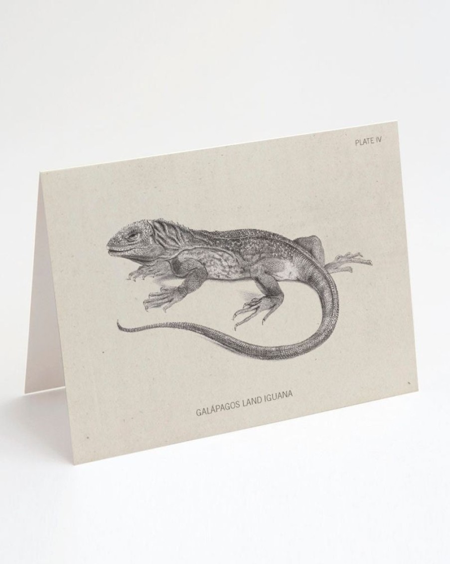 Stationery Cognitive Surplus | Iguana Greeting Card - Herpetology Stationery | Cognitive Surplus