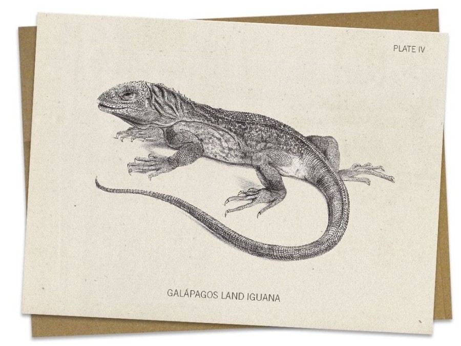 Stationery Cognitive Surplus | Iguana Greeting Card - Herpetology Stationery | Cognitive Surplus