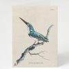 Stationery Cognitive Surplus | Kingfisher Bird Greeting Card - Ornithology Sationery | Cognitive Surplus