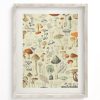 Wall Art Cognitive Surplus | Woodland Mushrooms Scientific Illustration Museum Print