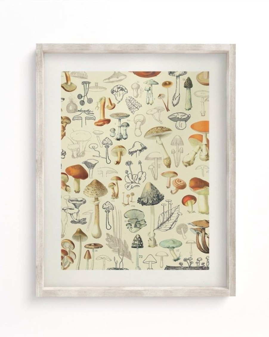 Wall Art Cognitive Surplus | Woodland Mushrooms Scientific Illustration Museum Print