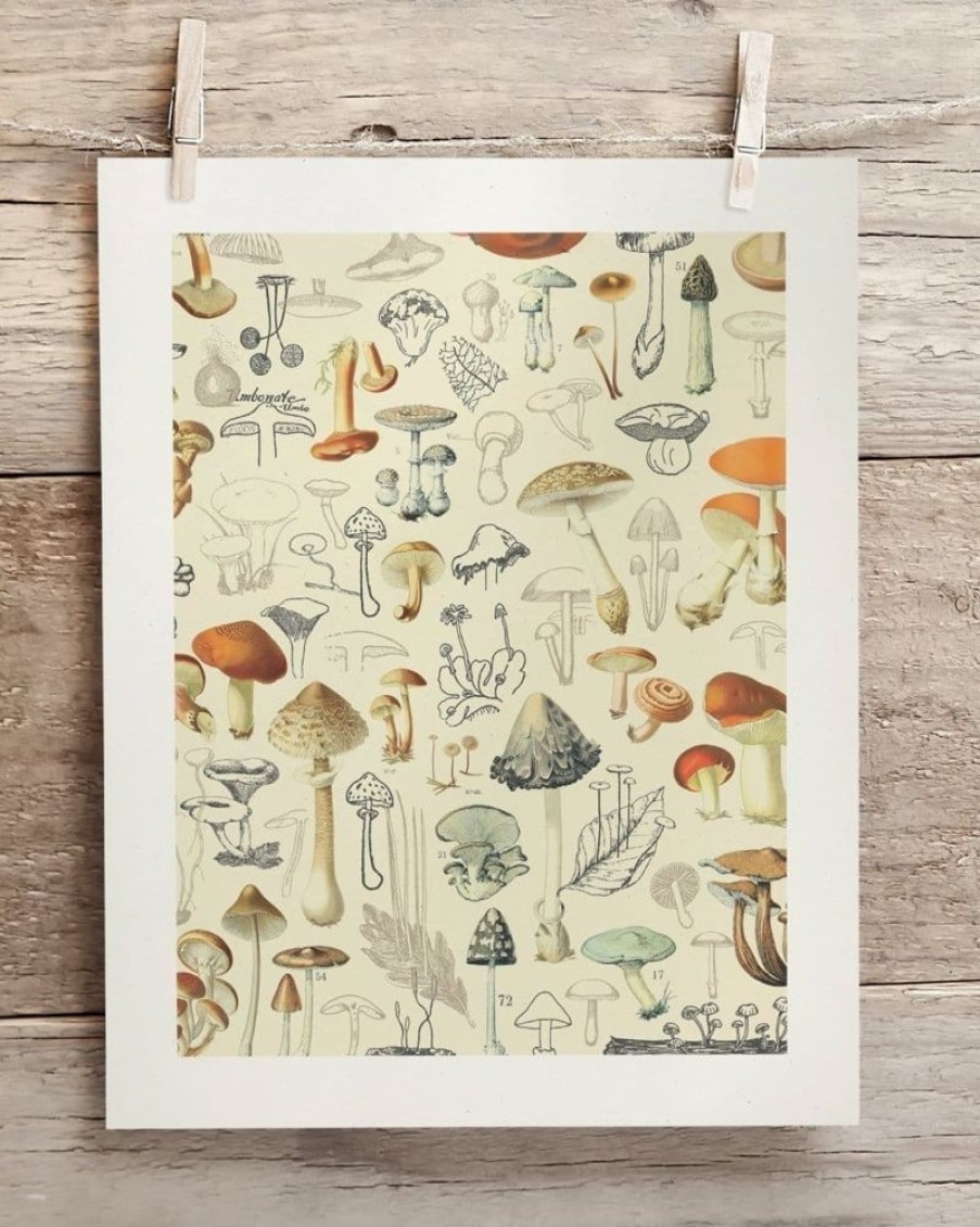 Wall Art Cognitive Surplus | Woodland Mushrooms Scientific Illustration Museum Print