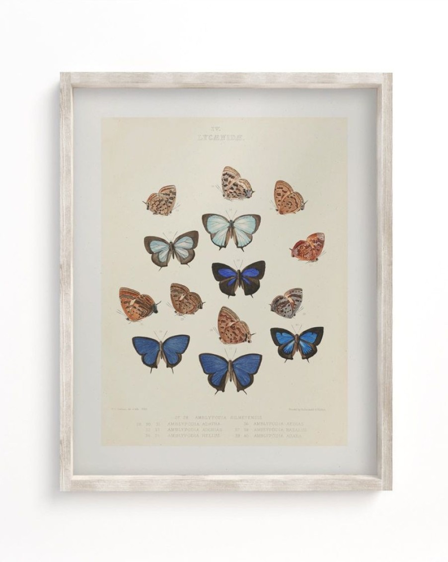 Wall Art Cognitive Surplus | Butterfly 2 Scientific Illustration Museum Print