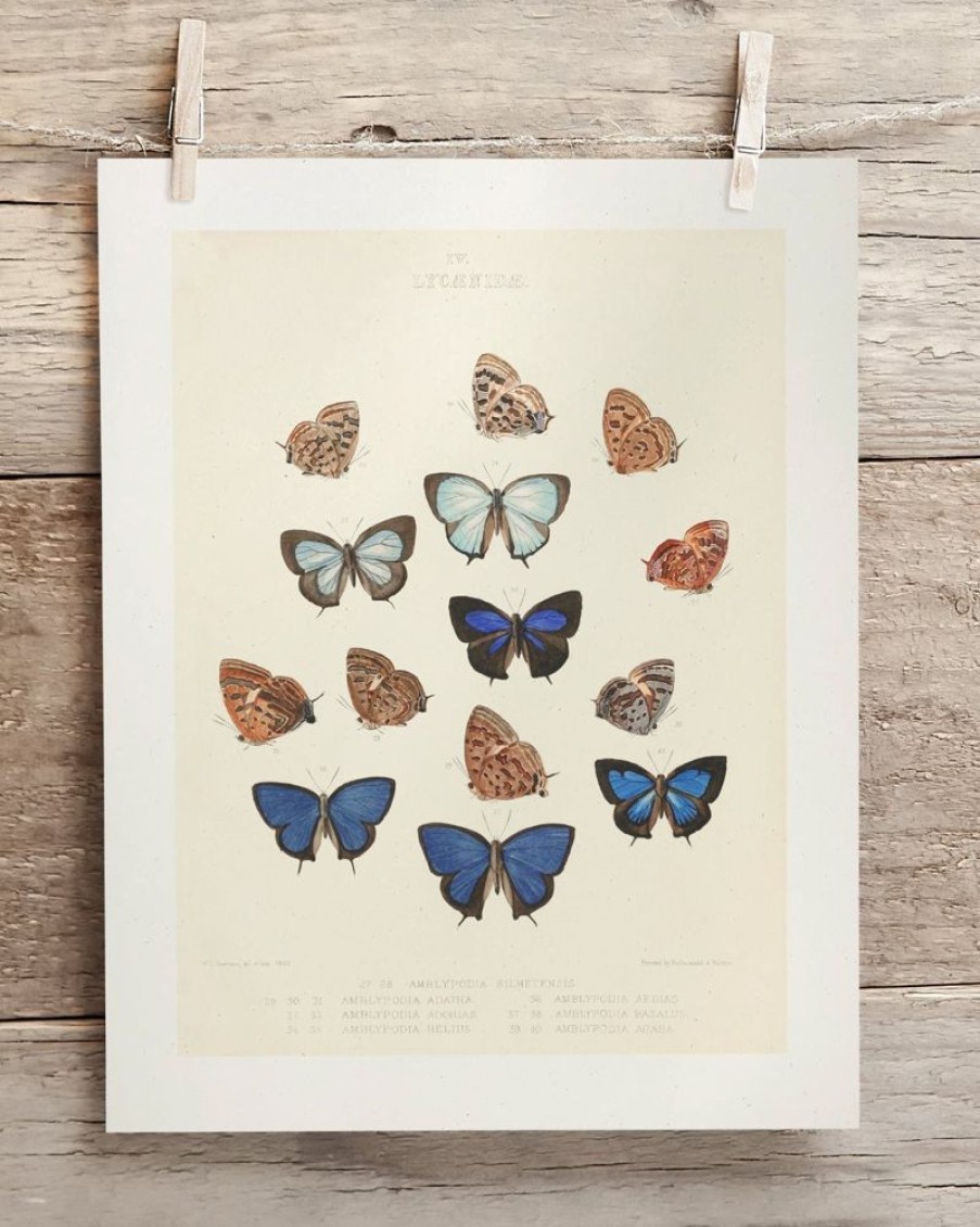 Wall Art Cognitive Surplus | Butterfly 2 Scientific Illustration Museum Print