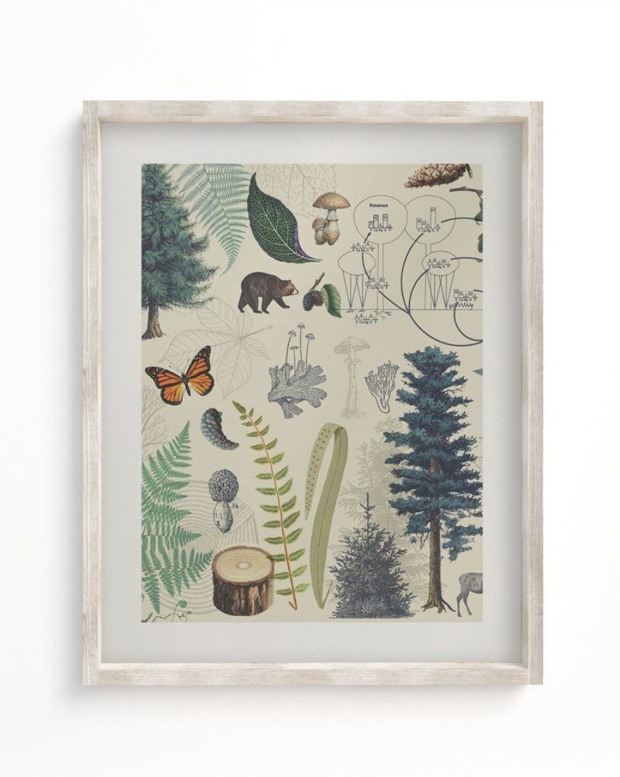 Wall Art Cognitive Surplus | Forest Plate 2 Museum Print | Botany Print