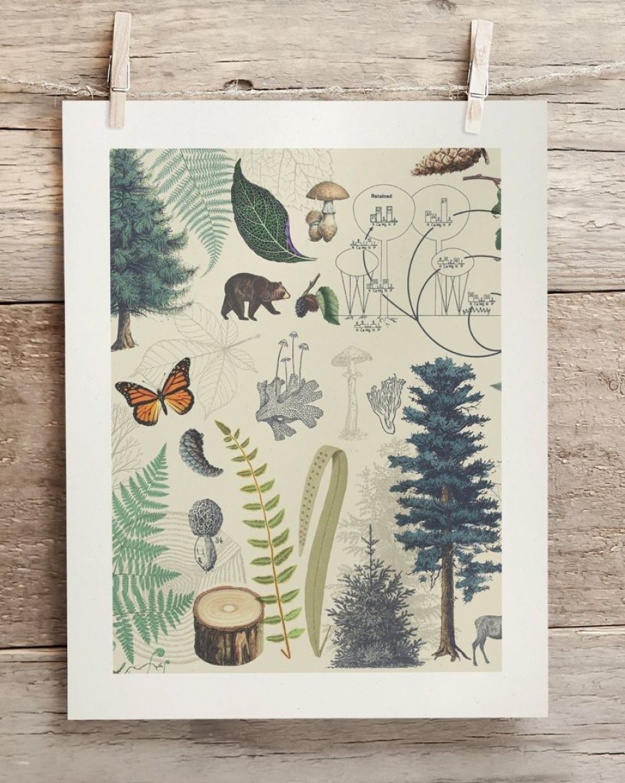 Wall Art Cognitive Surplus | Forest Plate 2 Museum Print | Botany Print