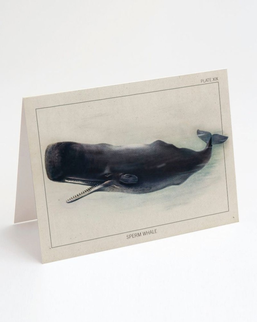 Stationery Cognitive Surplus | Sperm Whale Greeting Card - Marine Biology | Cognitive Surplus