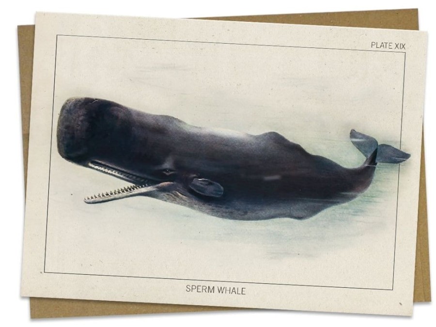 Stationery Cognitive Surplus | Sperm Whale Greeting Card - Marine Biology | Cognitive Surplus