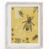 Wall Art Cognitive Surplus | Honey Bee Scientific Illustration Museum Print