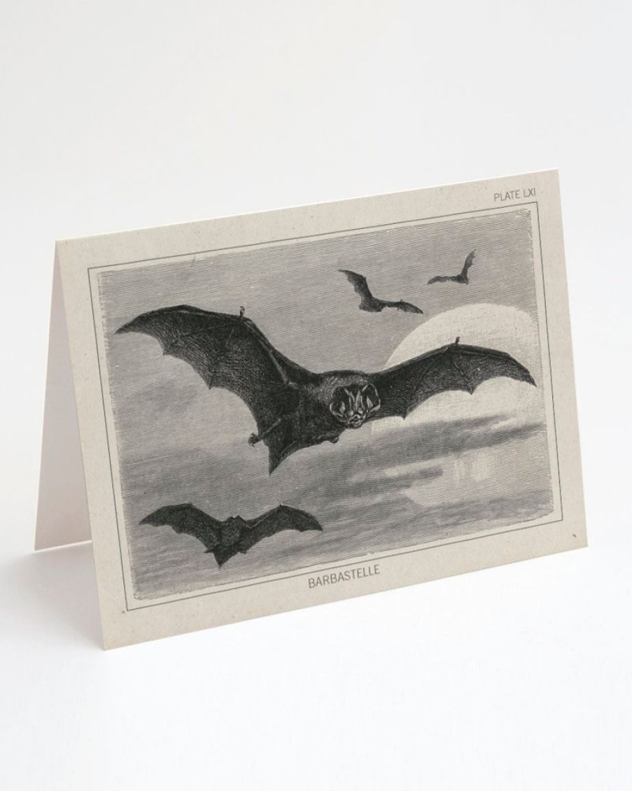 Stationery Cognitive Surplus | Bat Greeting Card - Science Stationery | Cognitive Surplus