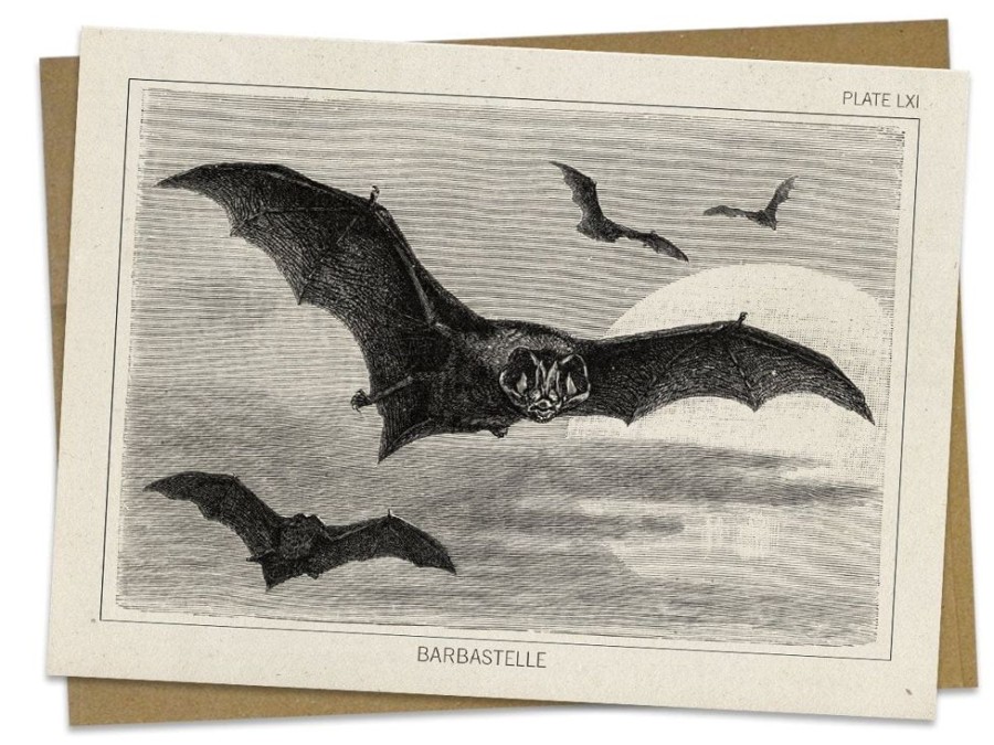 Stationery Cognitive Surplus | Bat Greeting Card - Science Stationery | Cognitive Surplus