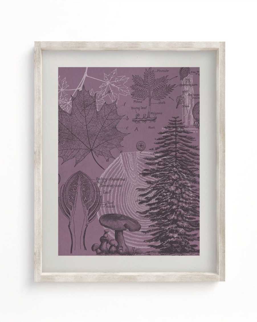 Wall Art Cognitive Surplus | Forest At Dusk Museum Print | Biology Art