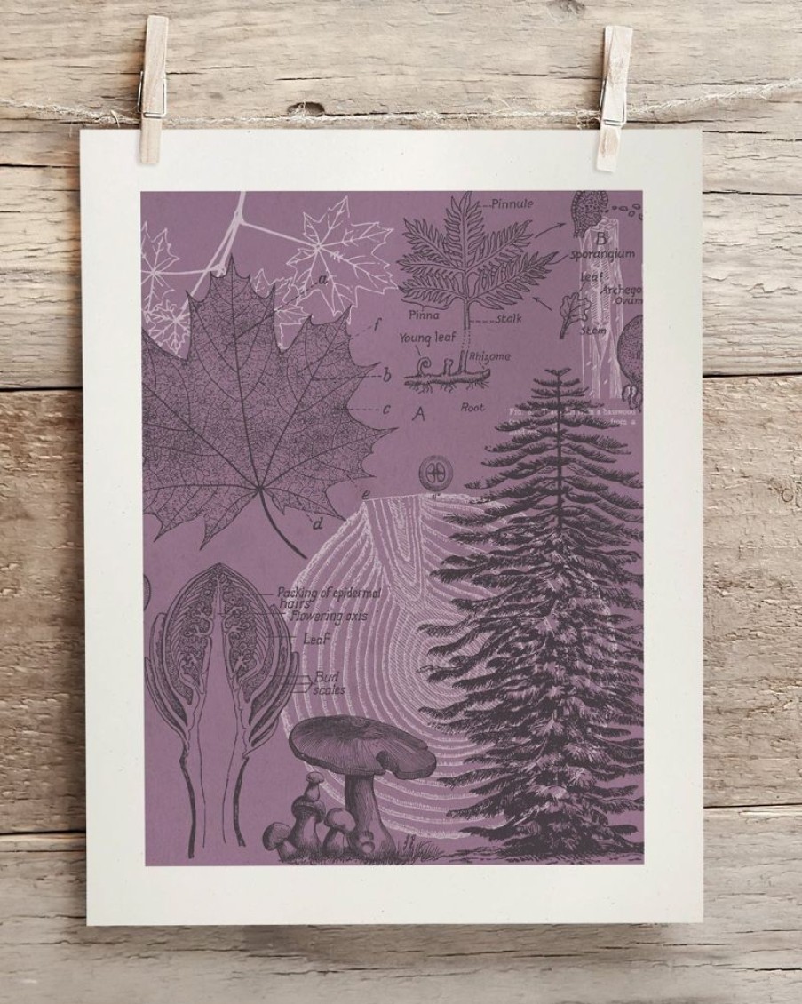 Wall Art Cognitive Surplus | Forest At Dusk Museum Print | Biology Art