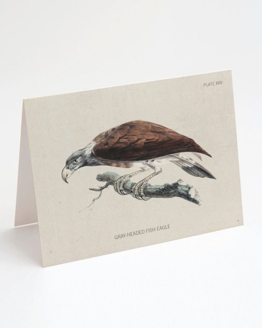 Stationery Cognitive Surplus | Fish Eagle Bird Card - Ornithology Stationery | Cognitive Surplus