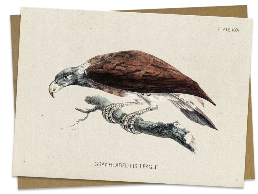 Stationery Cognitive Surplus | Fish Eagle Bird Card - Ornithology Stationery | Cognitive Surplus