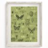 Wall Art Cognitive Surplus | Insect Scientific Illustration Museum Print