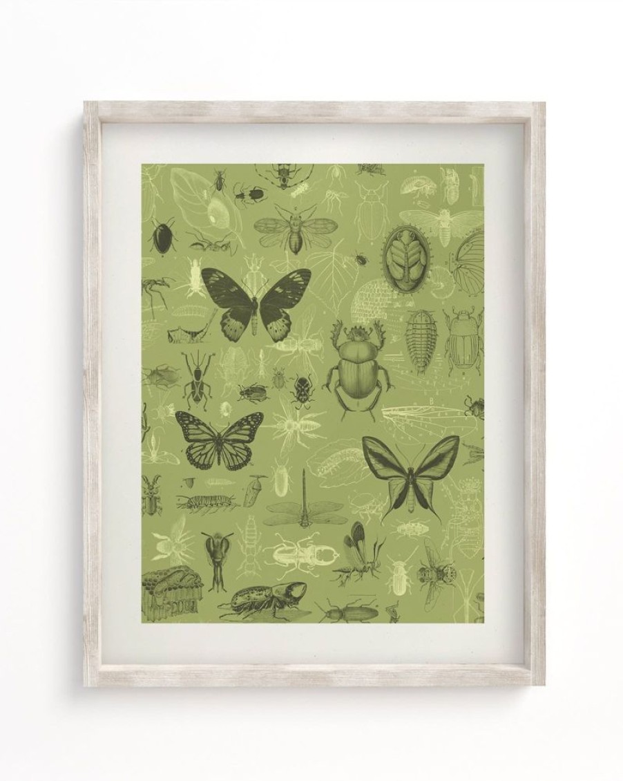 Wall Art Cognitive Surplus | Insect Scientific Illustration Museum Print