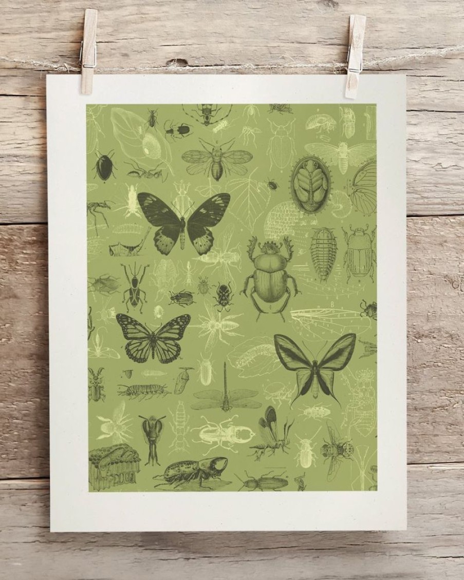 Wall Art Cognitive Surplus | Insect Scientific Illustration Museum Print