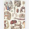 Notebooks Cognitive Surplus | Internal Medicine Hardcover Notebook | Cognitive Surplus