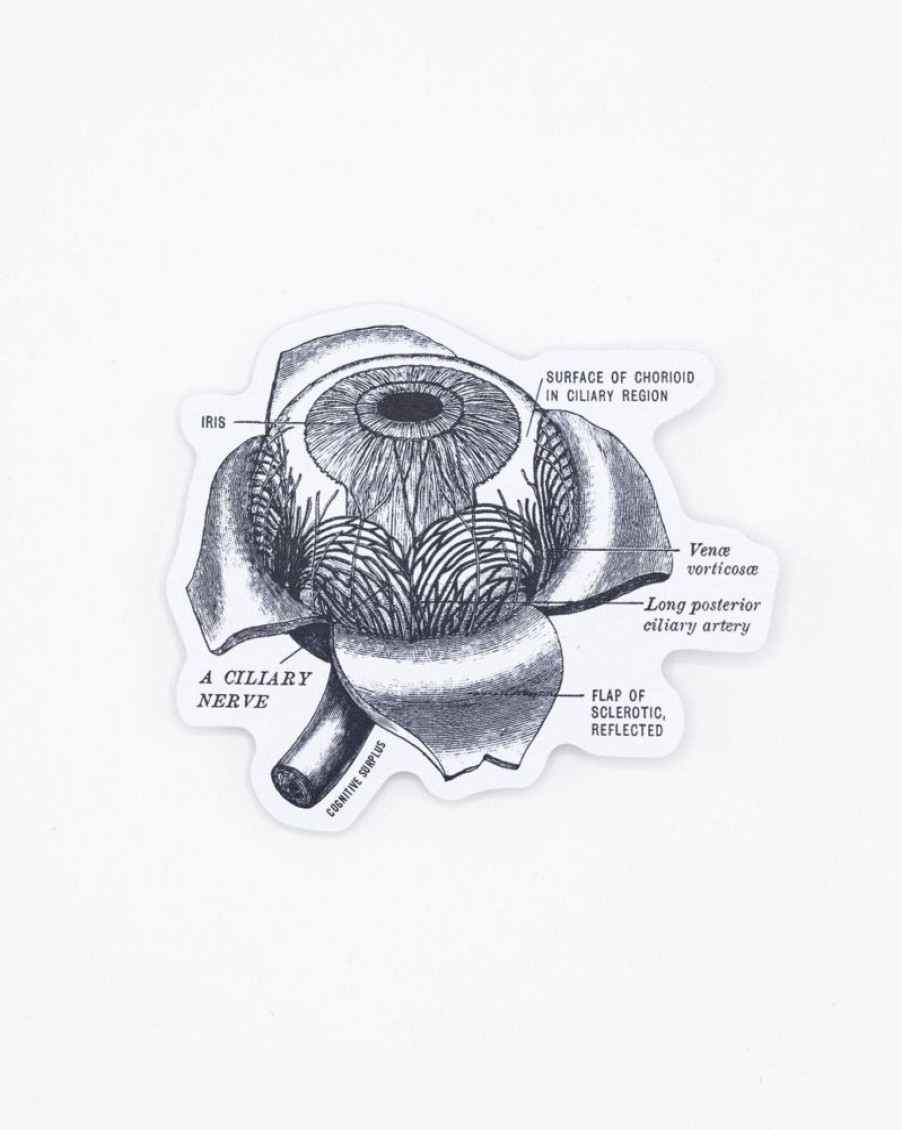 Stationery Cognitive Surplus | Eye Anatomy Sticker