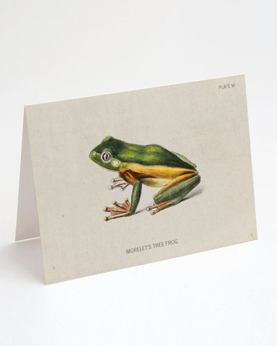 Stationery Cognitive Surplus | Tree Frog Greeting Card - Biology Stationery | Cognitive Surplus