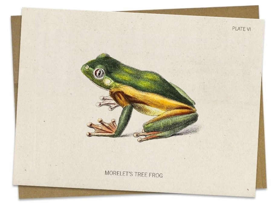 Stationery Cognitive Surplus | Tree Frog Greeting Card - Biology Stationery | Cognitive Surplus