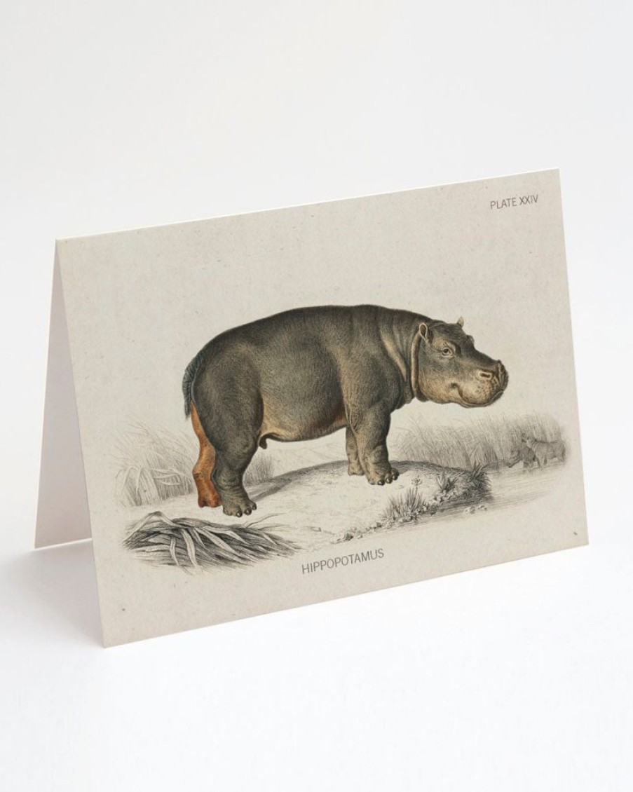 Stationery Cognitive Surplus | Hippopotamus Greeting Card - Science Stationery | Cognitive Surplus