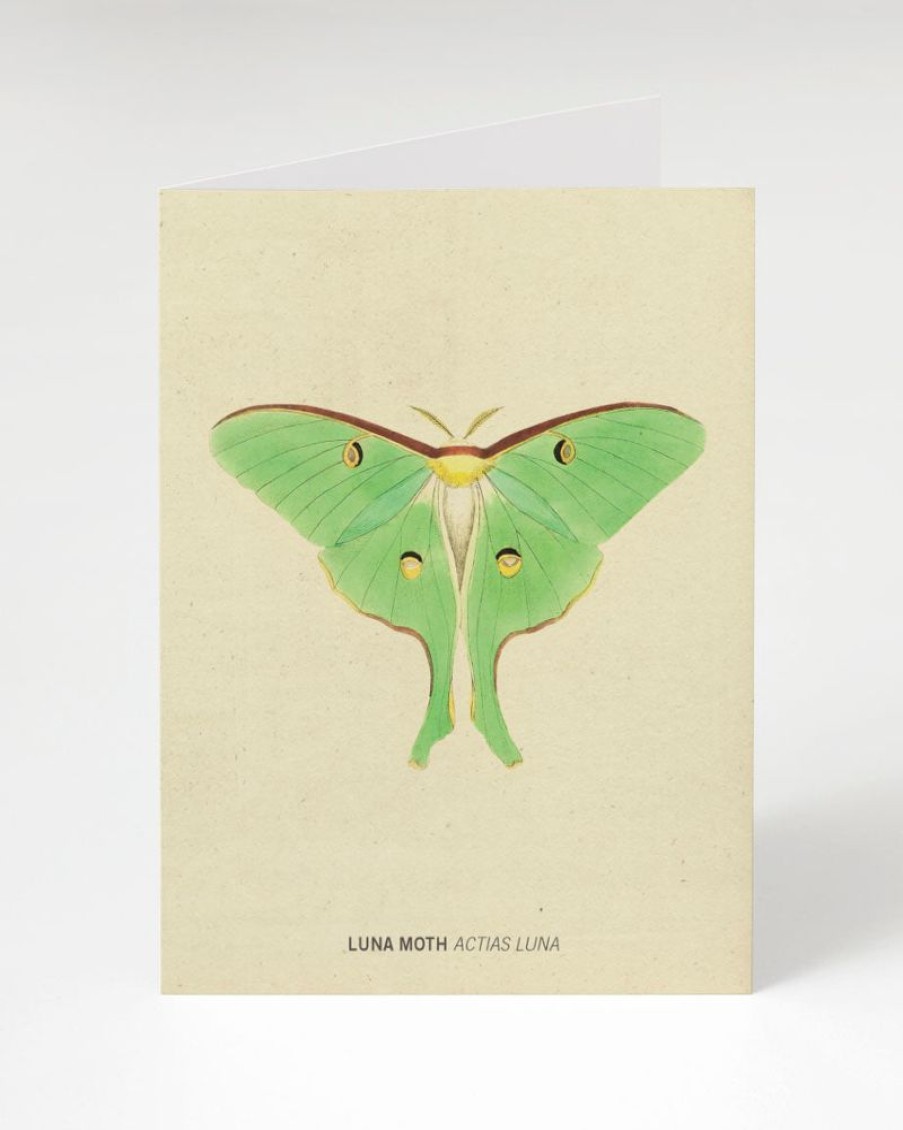 Stationery Cognitive Surplus | Luna Moth Illustration Card - Insect Print | Cognitive Surplus