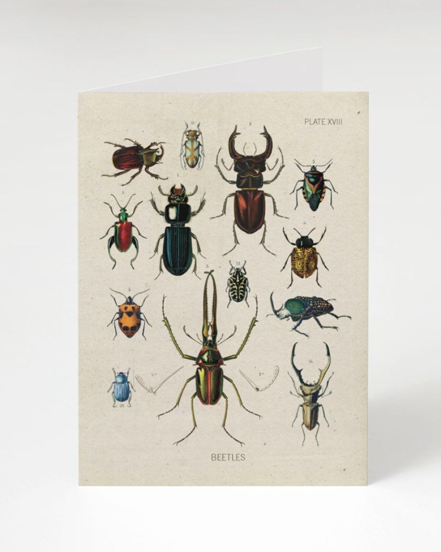 Stationery Cognitive Surplus | Beetle Card - Entomology Science Stationery | Cognitive Surplus