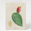 Stationery Cognitive Surplus | Prickly Pear Cactus Greeting Card - Science Stationery | Cognitive Surplus