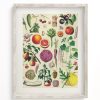 Wall Art Cognitive Surplus | Fruit & Vegetables Scientific Illustration Museum Print