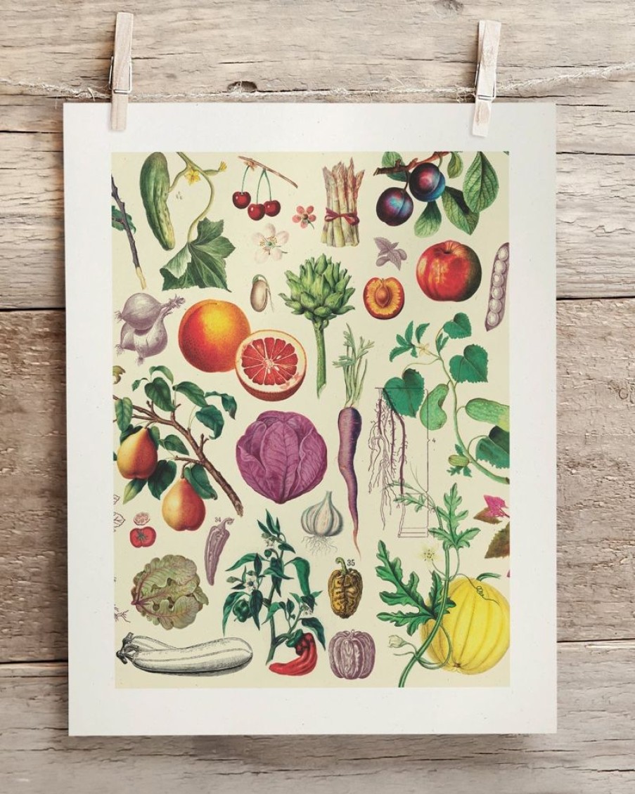 Wall Art Cognitive Surplus | Fruit & Vegetables Scientific Illustration Museum Print